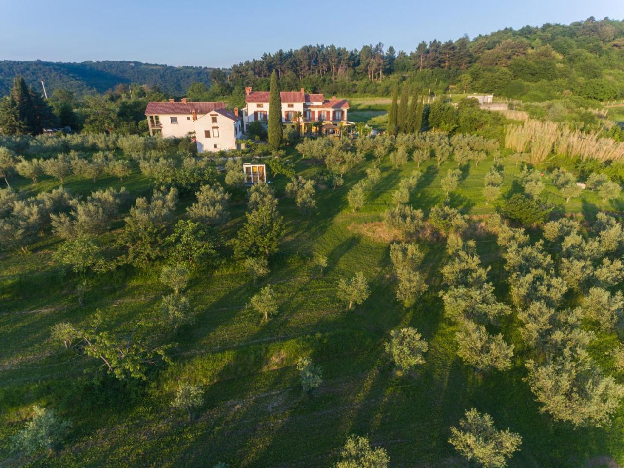 Med Oljkami Apartment Koper Dış mekan fotoğraf